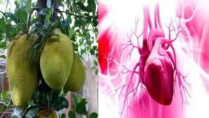 कटहल में पाए जाने वाले तत्व वा गुण, कहटल खाने के फ़ायदे और नुकसान – जाने हिंदी में – elements-and-properties-found-in-jackfruit-advantages-and-disadvantages-of-eating-jackfruit-know-in-hindi
