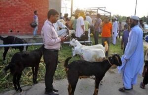 बकरीद