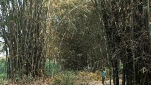 बांस की खेती