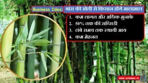 बांस की खेती