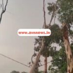 चकाई अंचल कार्यालय के सामने हाईटेंशन तार पर झुका विशाल पेड़, बड़े हादसे का खतरा