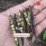 Jamui News : जमुई में बेमौसम बारिश से मूंग की खेती बर्बाद, खेतों में गल रही फसल, किसानों की बढ़ी चिंता