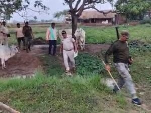 बिजली