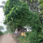 गिद्धौर में हादसे को दावत दे रहा रेलवे बाईपास का झुका पेड़, सैकड़ों छात्रों की जान पर खतरा