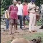 गिद्धौर में हाईटेंशन तार की चपेट में आया किसान का बछड़ा, मौके पर मौत; बिजली विभाग पर लापरवाही का आरोप
